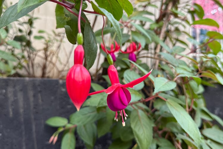 Listening to the Whole Self